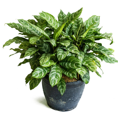 Aglaonema Maria plant