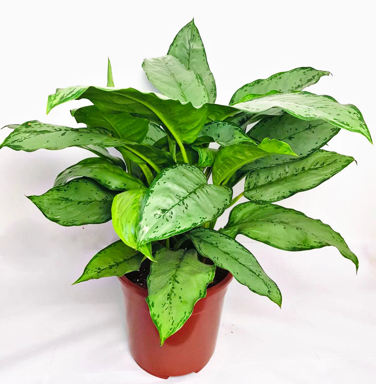 Aglaonema Silver Queen plant