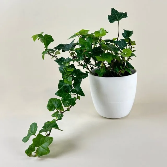 Hedera Ivy plant