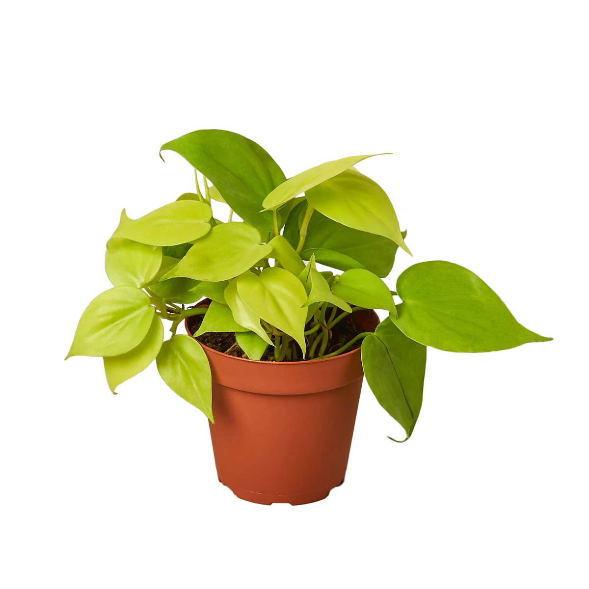 Philodendron Neon plant