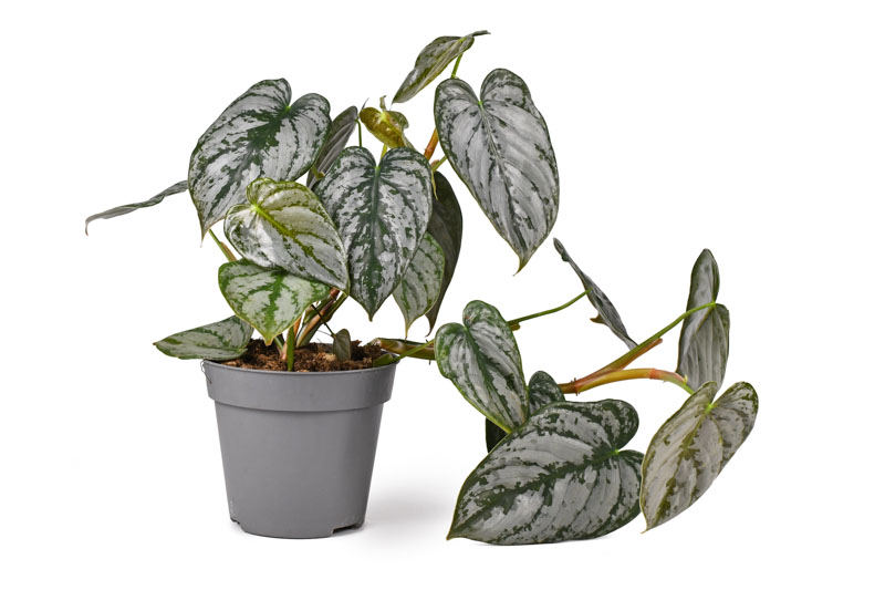 Philodendron brandtianum foliage plant