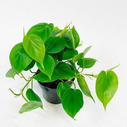 Philodendron scandens plant