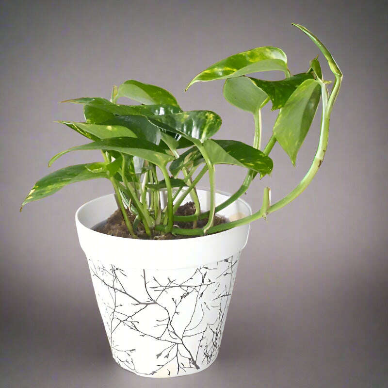 Scindapsus Aureus plant