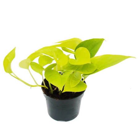 Scindapsus Lime plant