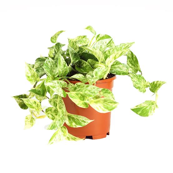 Scindapsus Marble plant